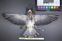 Bird PLUME Image, Coll Num S19-5185