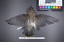 Bird PLUME Image, Coll Num S19-5186