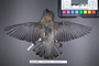 Bird PLUME Image, Coll Num S19-5199