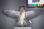 Bird PLUME Image, Coll Num S19-5199