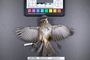 Bird PLUME Image, Coll Num S19-3326