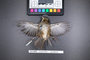 Bird PLUME Image, Coll Num S19-3642