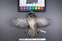 Bird PLUME Image, Coll Num S19-3644