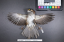 Bird PLUME Image, Coll Num S19-3647