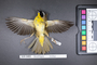 Bird PLUME Image, Coll Num S19-5403