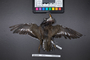 Bird PLUME Image, Coll Num S19-5319