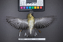 Bird PLUME Image, Coll Num S19-5342