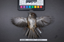 Bird PLUME Image, Coll Num S19-5345