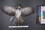 Bird PLUME Image, Coll Num S19-5354
