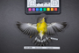 Bird PLUME Image, Coll Num S19-5358