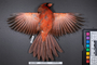 Bird PLUME Image, Coll Num S19-5767