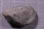 P 18241 fossil