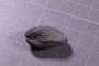 P 18242 fossil2