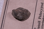 P 6383 fossil