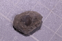 P 6384 fossil