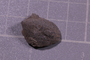 P 6573 fossil