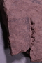 PE 1234 fossil2