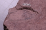 PE 1234 fossil3
