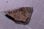 PE 26102 fossil