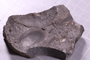 UC 1190 a fossil