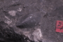 UC 22461 fossil4