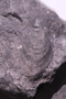 UC 22461 fossil5