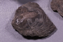 UC 542 a fossil2