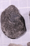UC 572 a fossil4