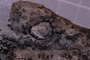 UC 59902 fossil