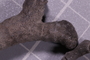 PE 91597 fossil2