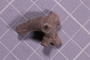 PE 91598 fossil