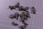 PE 91599 fossil