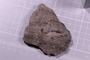 PE 91601 fossil
