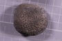 PE 91602 fossil