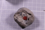 PE 91602 fossil2