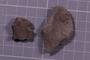 PE 91605 fossil