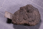 PE 91606 fossil