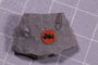 PE 91607 fossil