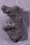 PE 91609 fossil