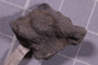 PE 91610 fossil