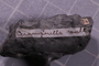PE 91618 fossil