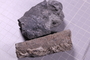 PE 91619 fossil2