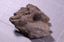 PE 91621 fossil