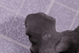 PE 91622 fossil2