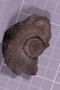UC 1106 a fossil