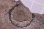 UC 1106 a fossil2