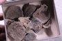 UC 1235 a fossil