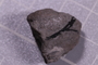 UC 12602 fossil