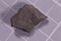 UC 14913 fossil