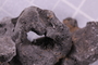 UC 14919 fossil2